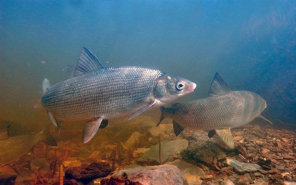 Рыба нельма - 135 фото рыбы, ловля, особенности поведения и советы по выбору снастей
