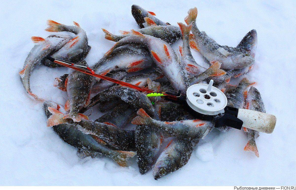 Сайт рыбака новосибирск. Вести с водоемов. Рузское водохранилище рыбалка. Отчеты о рыбалке на Рузском водохранилище зимой. Рыбалка в Новосибирске вести с водоемов 2022.