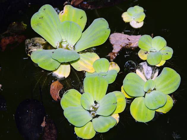 Аквариумное растение пистия: фото, виды, условия содержания пистии в аквариуме и пруду