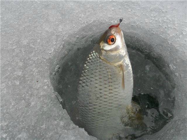 Мормышки на чебака для зимней рыбалки - про рыбалку