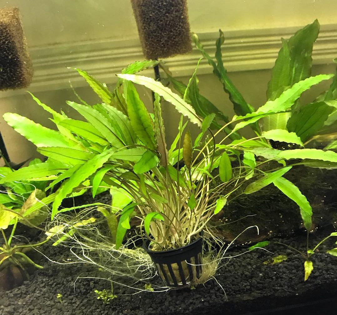 Криптокорина аквариумное растение: фото, посадка растения, его содержание и уход
