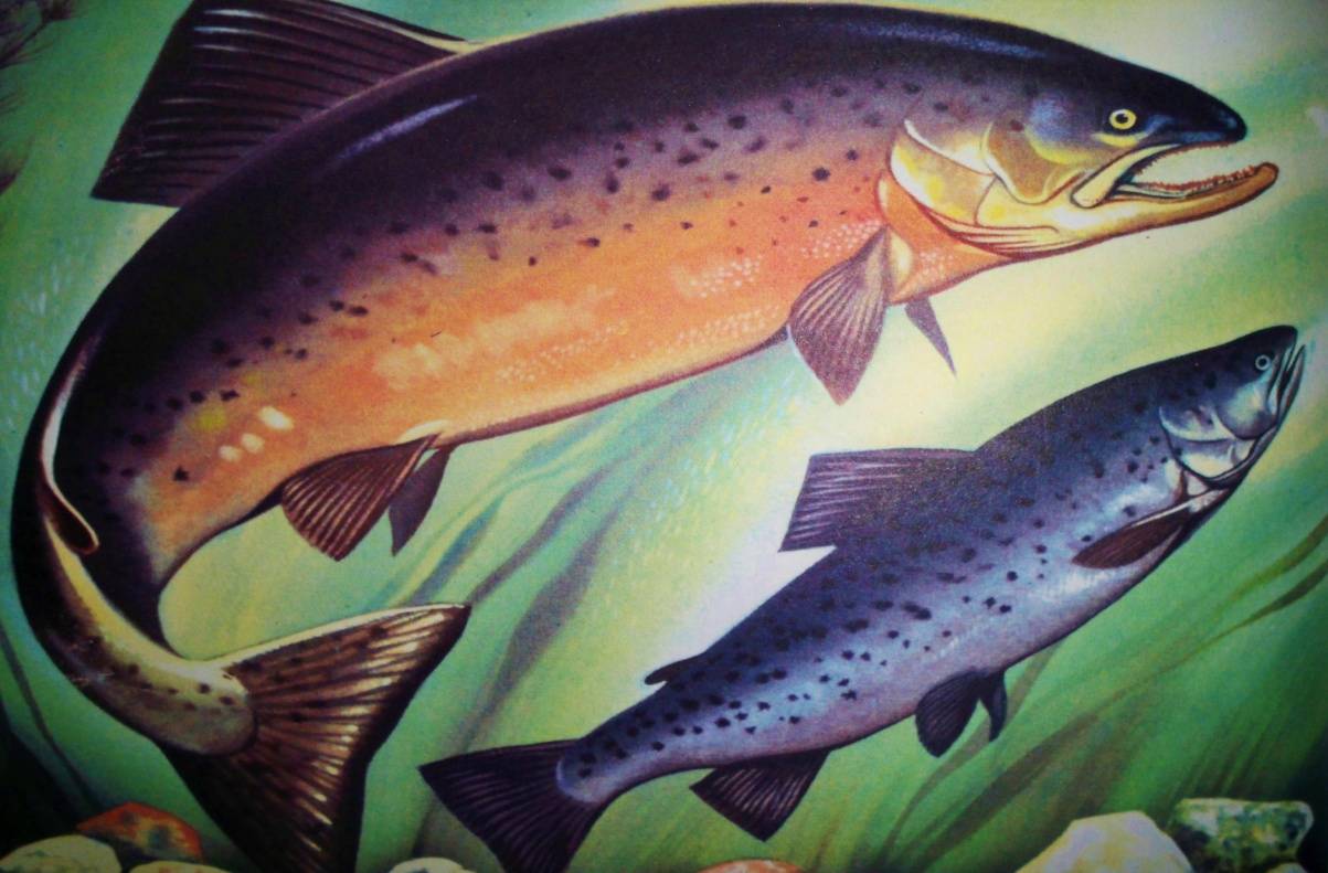 Рыба семга в россии: речная или морская ?