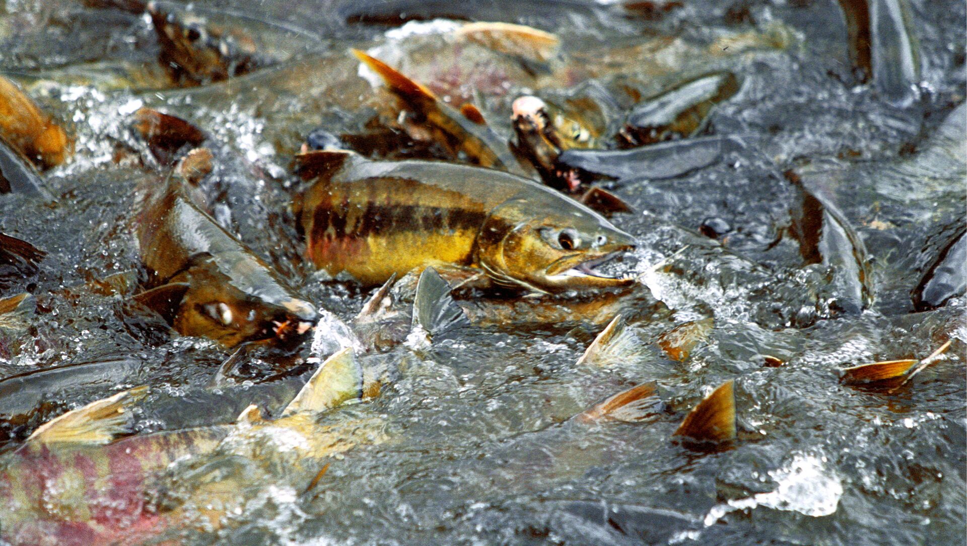 ???? рыба линь: особенности ловли и удивительные факты
