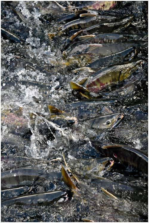 Нерест рыбы и время нереста рыбы по видам
