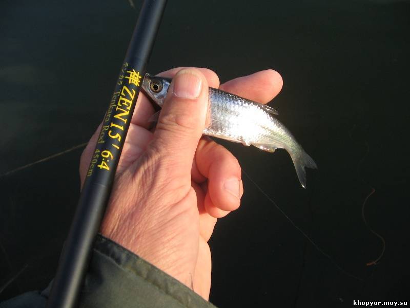 Зимняя ловля уклейки – описание рыбалки, фото и видео