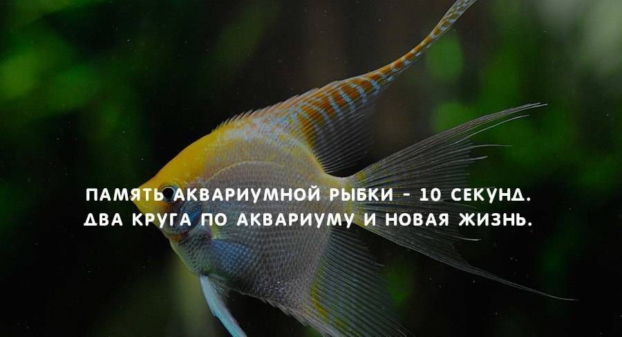 Какая память у рыб в секундах