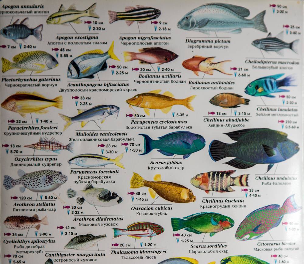 Вомер рыба. описание, особенности, виды и среда обитания вомера