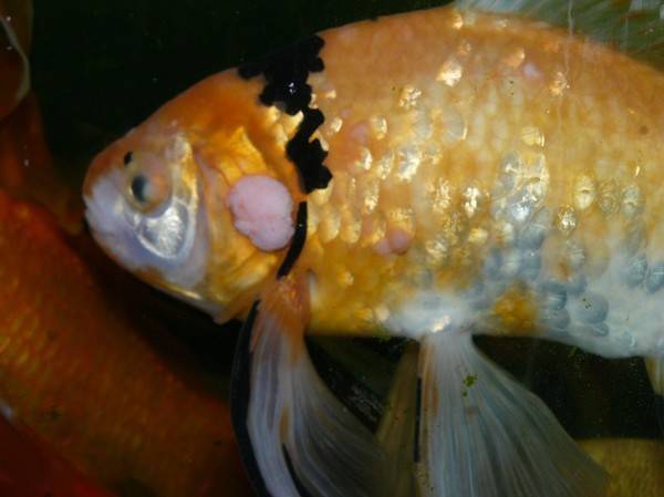 Самые популярные заболевания аквариумных рыбок и их лечение