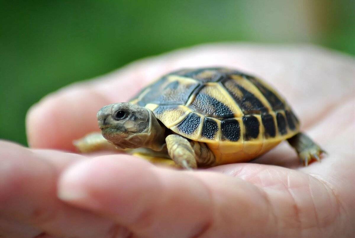 Сухопутная среднеазиатская черепаха: особенности поведения, содержание, уход и кормление в домашних условиях