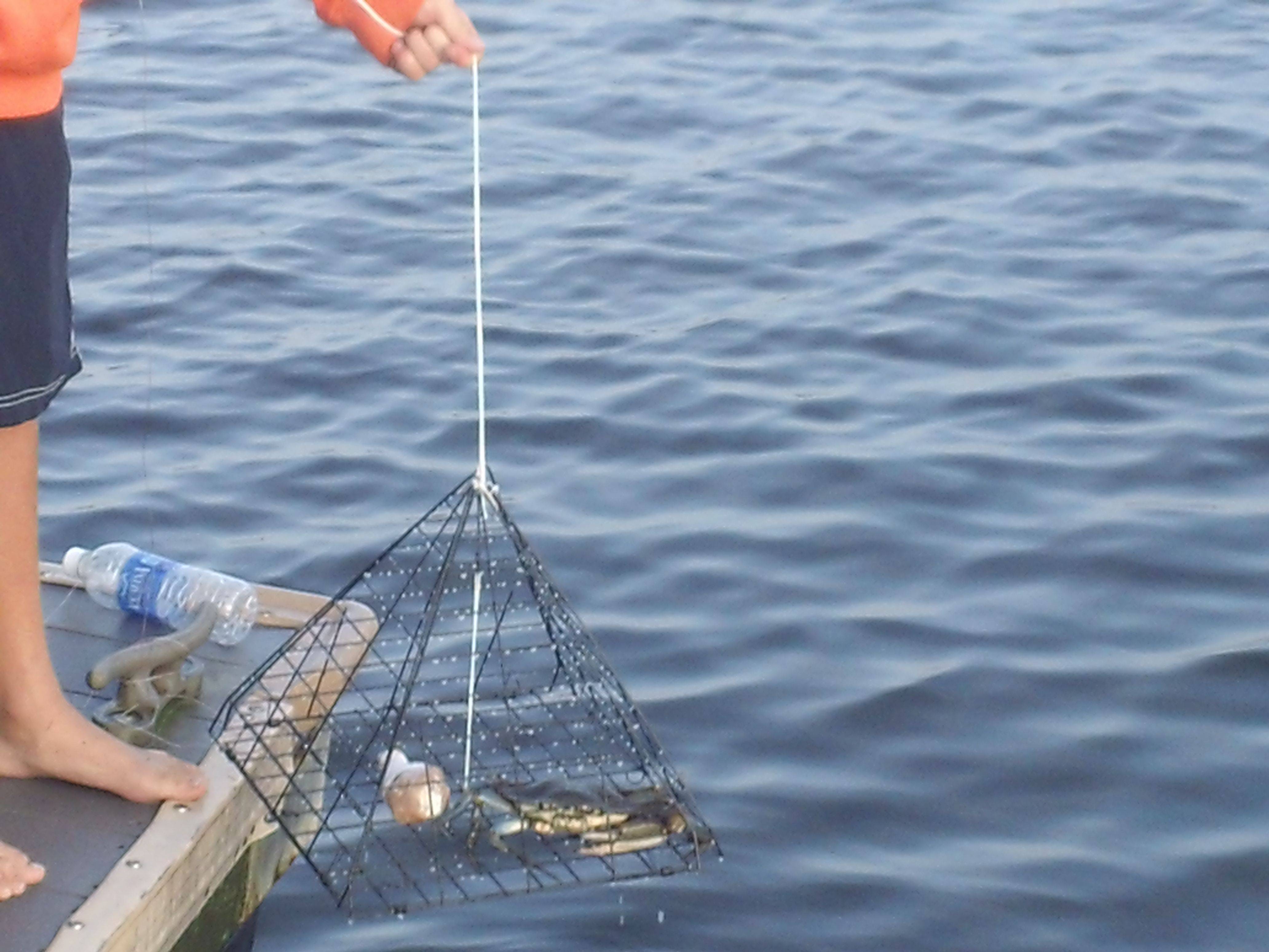 Как ловить креветок в черном море и азовском, способы ловли креветок