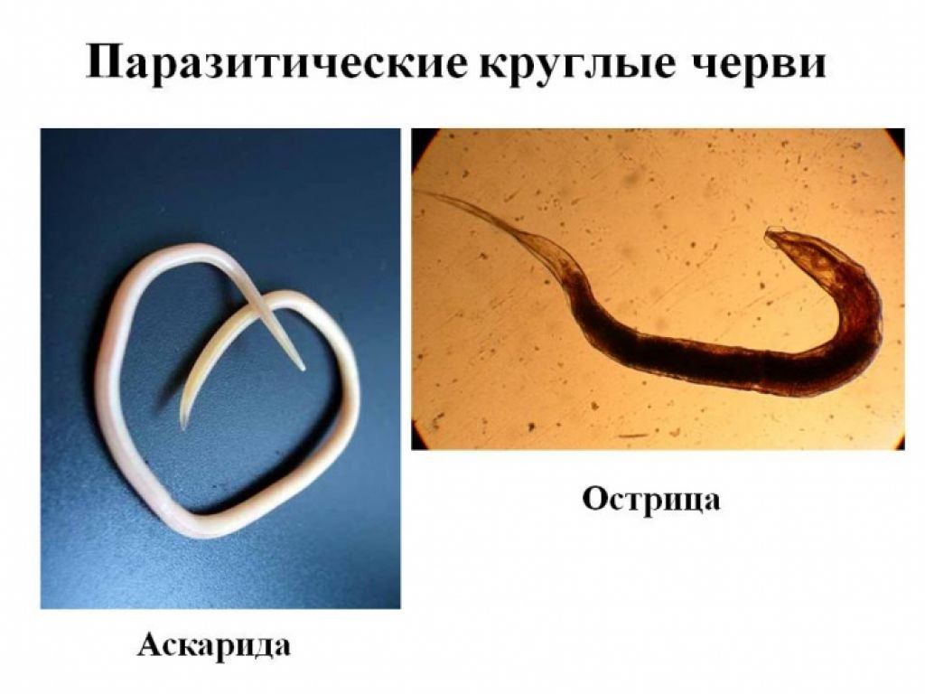 Круглые черви примеры названия. Черви паразиты Острица. Круглые черви паразиты аскарида. Круглые черви паразиты человека аскариды.