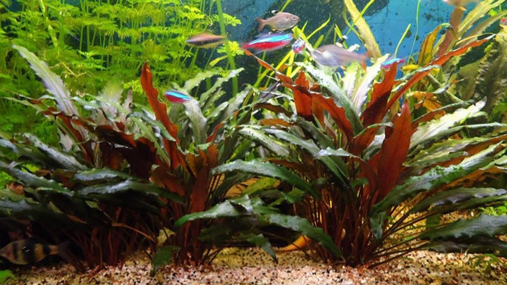 Криптокорина вендта - аквариумное растение: условия содержания, уход и отзывы