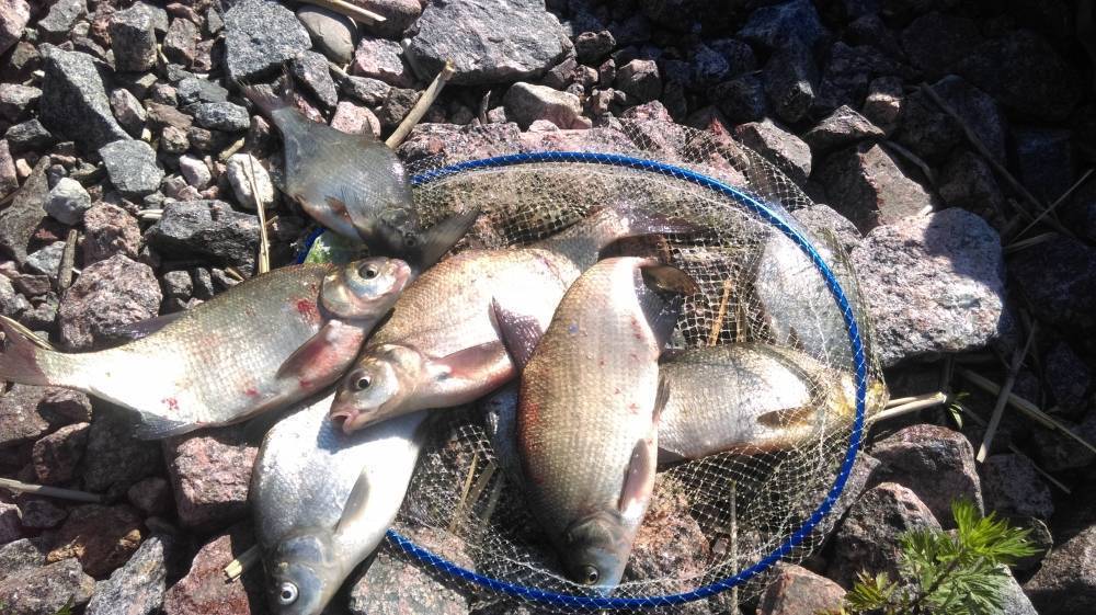 Рыбалка на ладожском озере: выбор снастей, места и тактики ловли
