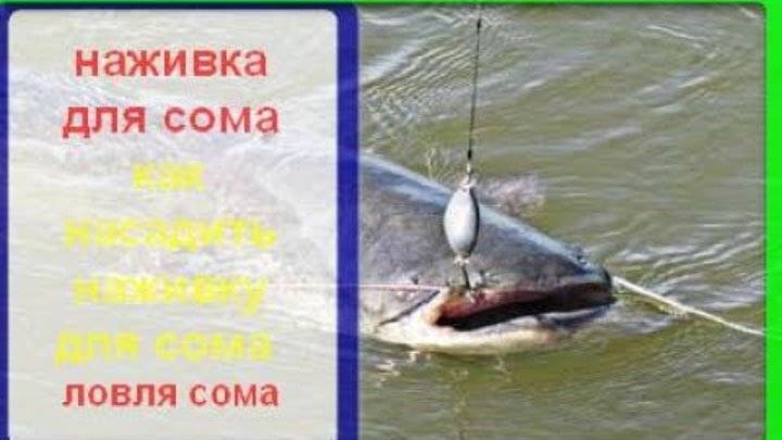 Ловля сома на куриные сердечки. печень как насадка на рыбалке. техника ловли при использовании куриной печени