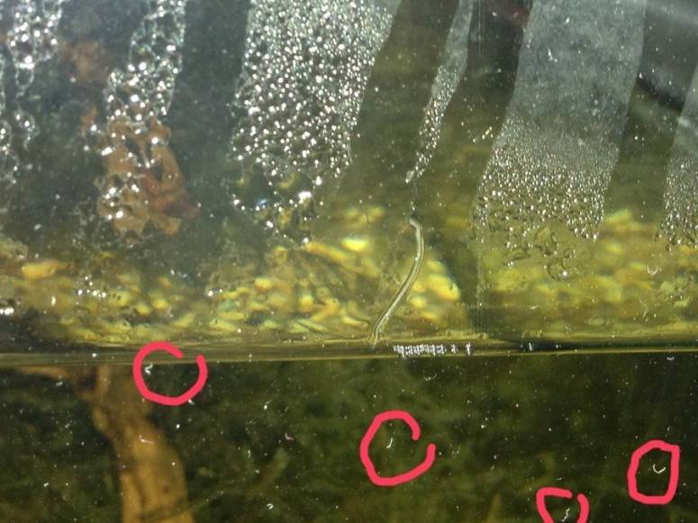 Нематоды в аквариуме: что это, как выглядят (фото), как бороться и избавиться от червей в аквариуме