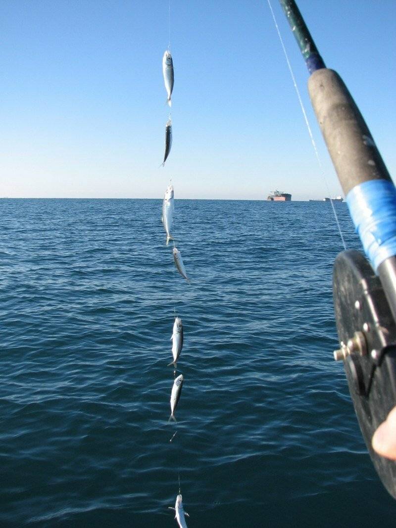 Ловля ставридки в черном море - советы рыболовов