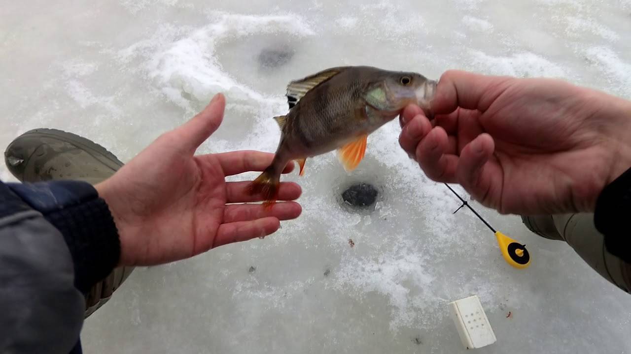 Секреты ловли окуня зимой - на рыбалке!