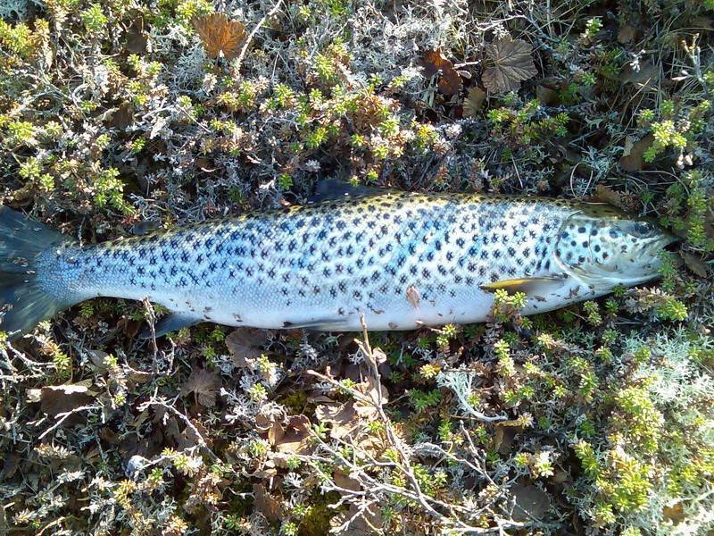 Рыбные места и промысловые виды рыб кольского полуострова | sm.news