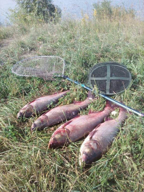 Рыбалка в пензенской области: лучшие места на карте топ-10
