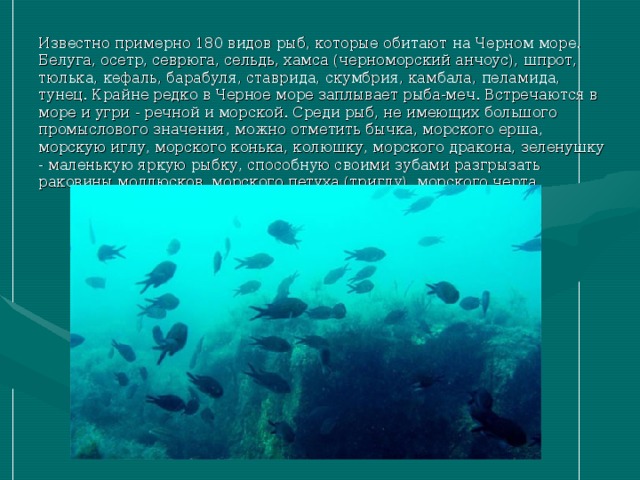Рыбы чёрного моря: названия, описания, фото и особенности ловли, снасти и наживки