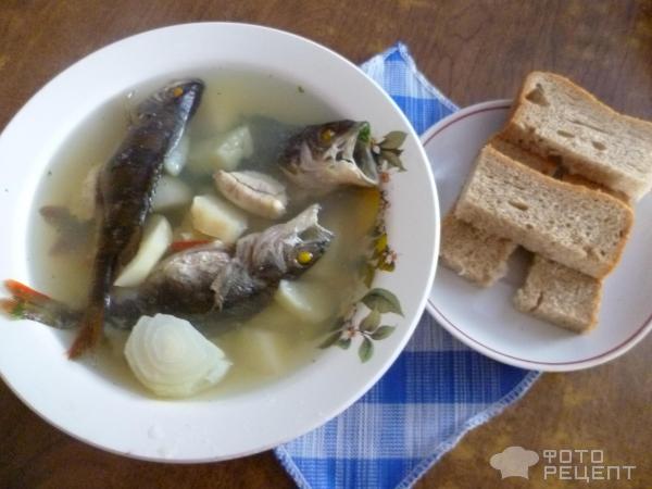 Супы из морского и речного окуня, 21 рецепт, фото-рецепты