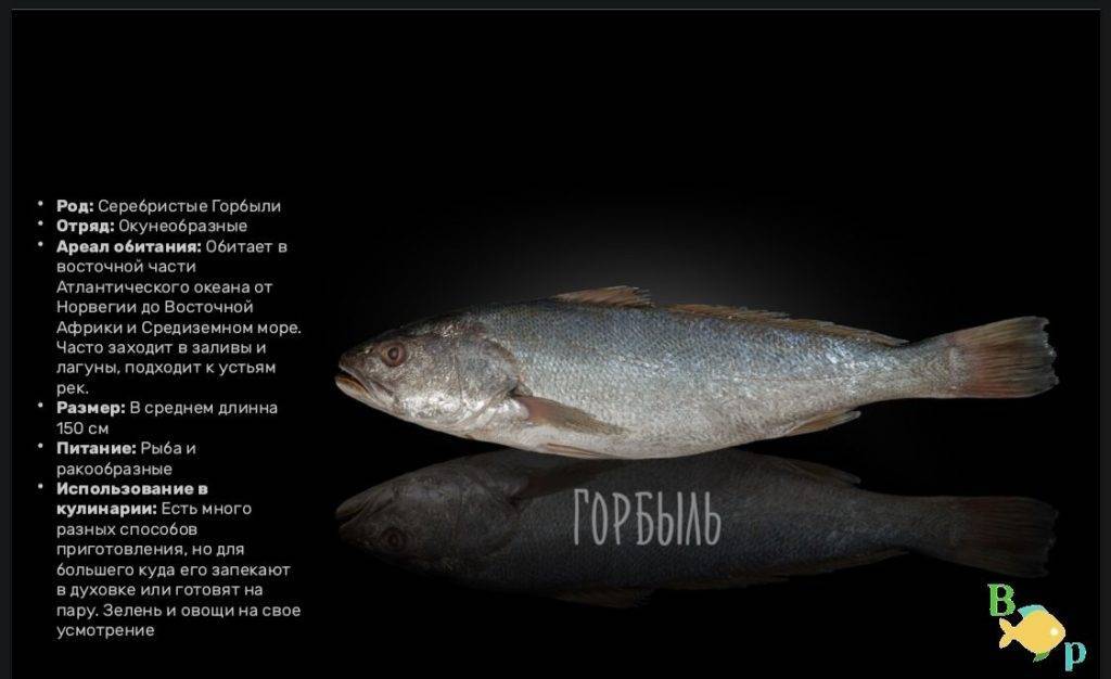 Рыба «Горбыль серый» фото и описание