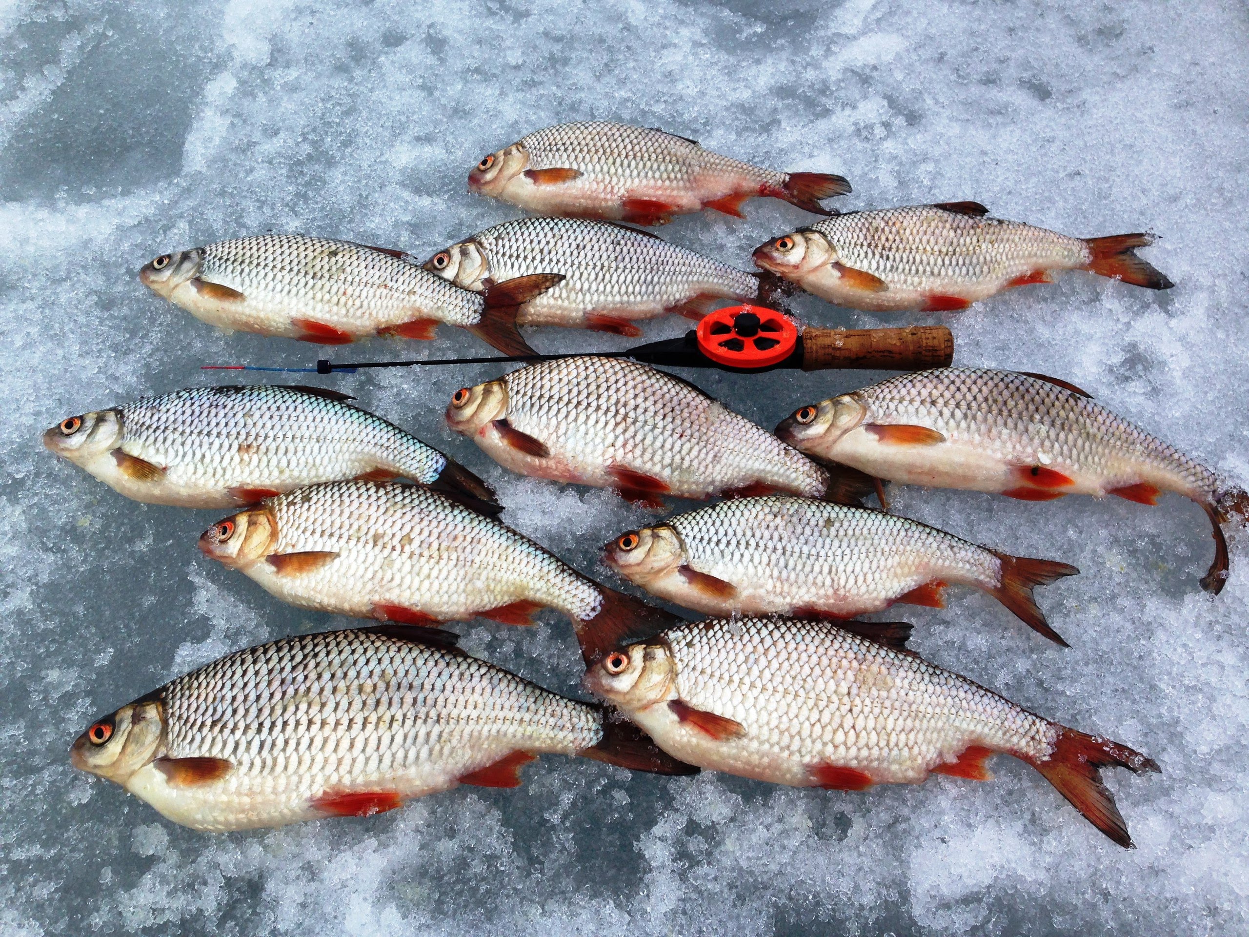 Ловля плотвы зимой на мормышку: узнайте все тонкости зимней рыбалки на плотву