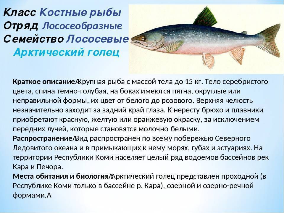 Рыба голец — фото, польза и вред, где водится, описание и разновидности