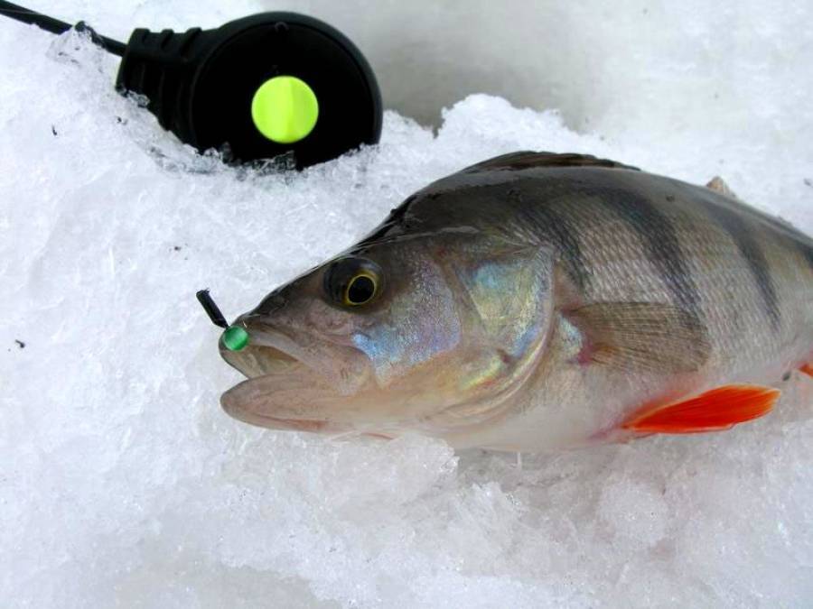Рыбалка на жерлицы зимой: видео, техника и тактики зимней ловли, как насадить живца