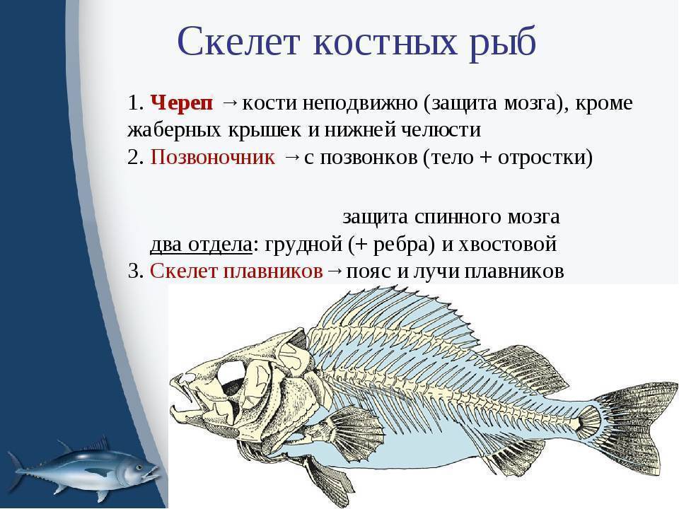 Определения возраста рыб - по чешуе