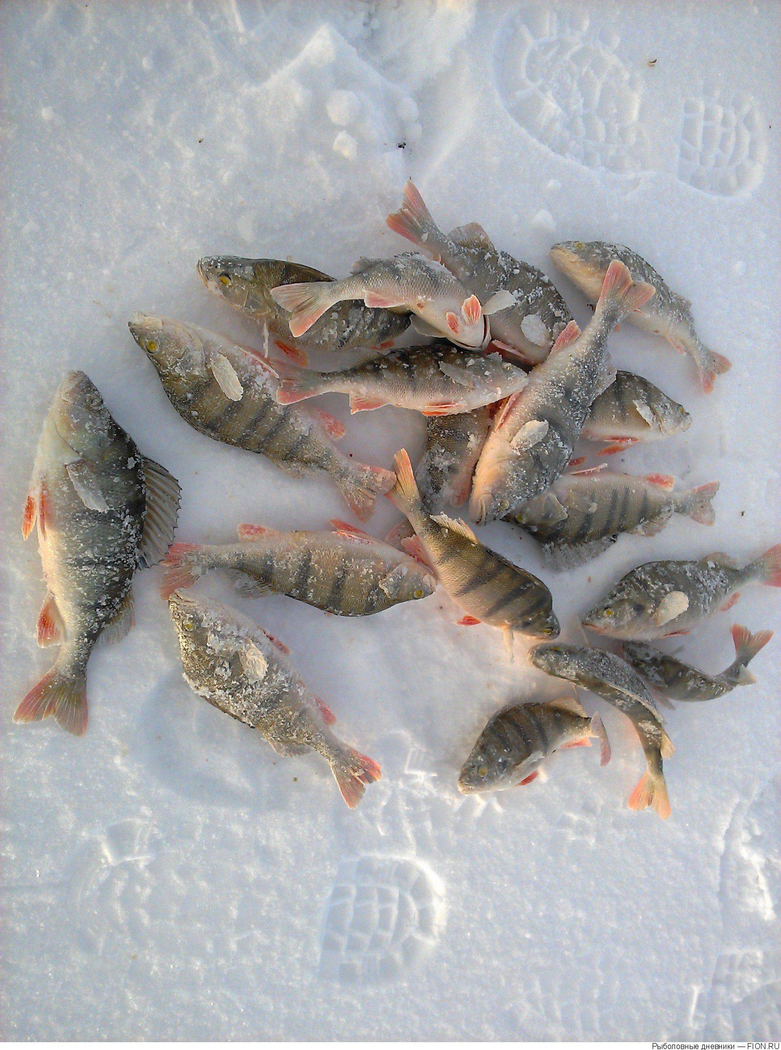 Сообщества › охота и рыбалка › блог › поездка на рыбалку на озеро к…(рыбные места не выдаём…:-d), г. якутск.