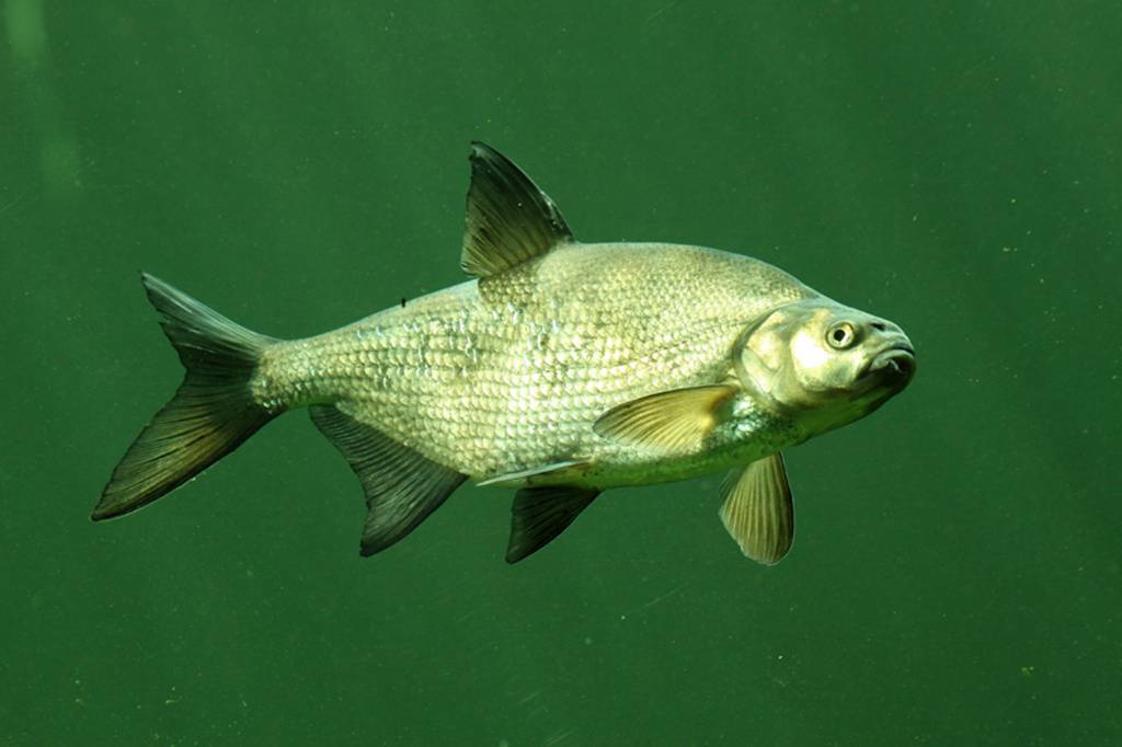 Рыба лещ - описание с фото; как приготовить такую рыбу и рецепты с ней