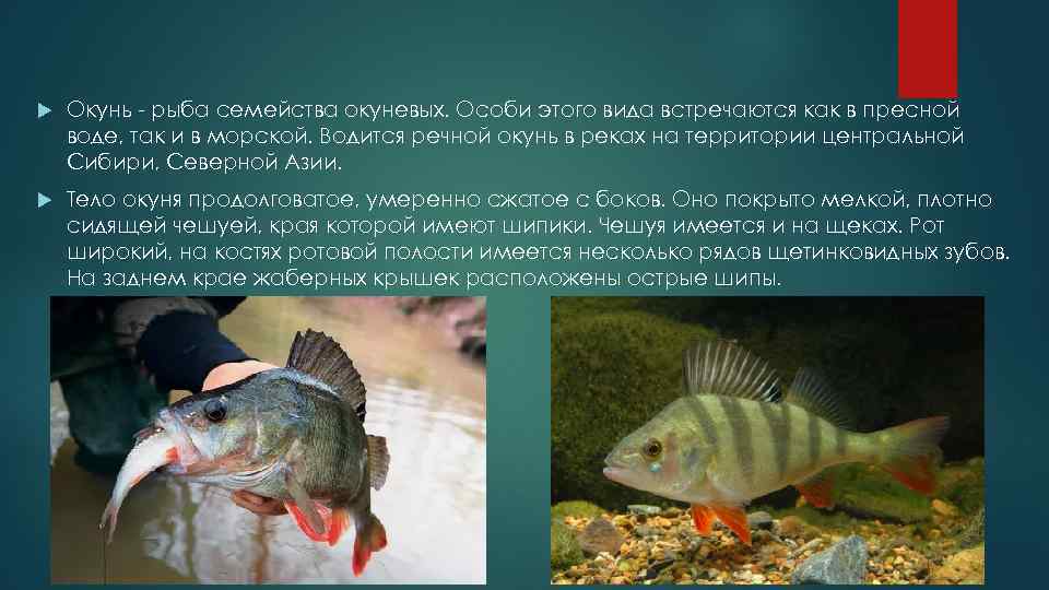 Распространенные болезни аквариумных рыбок: симптомы и лечение