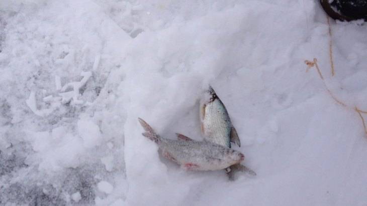 Снасть косынка – интересная ловля рыбы на зимней рыбалке и быстрый способ добыть живца для жерлиц