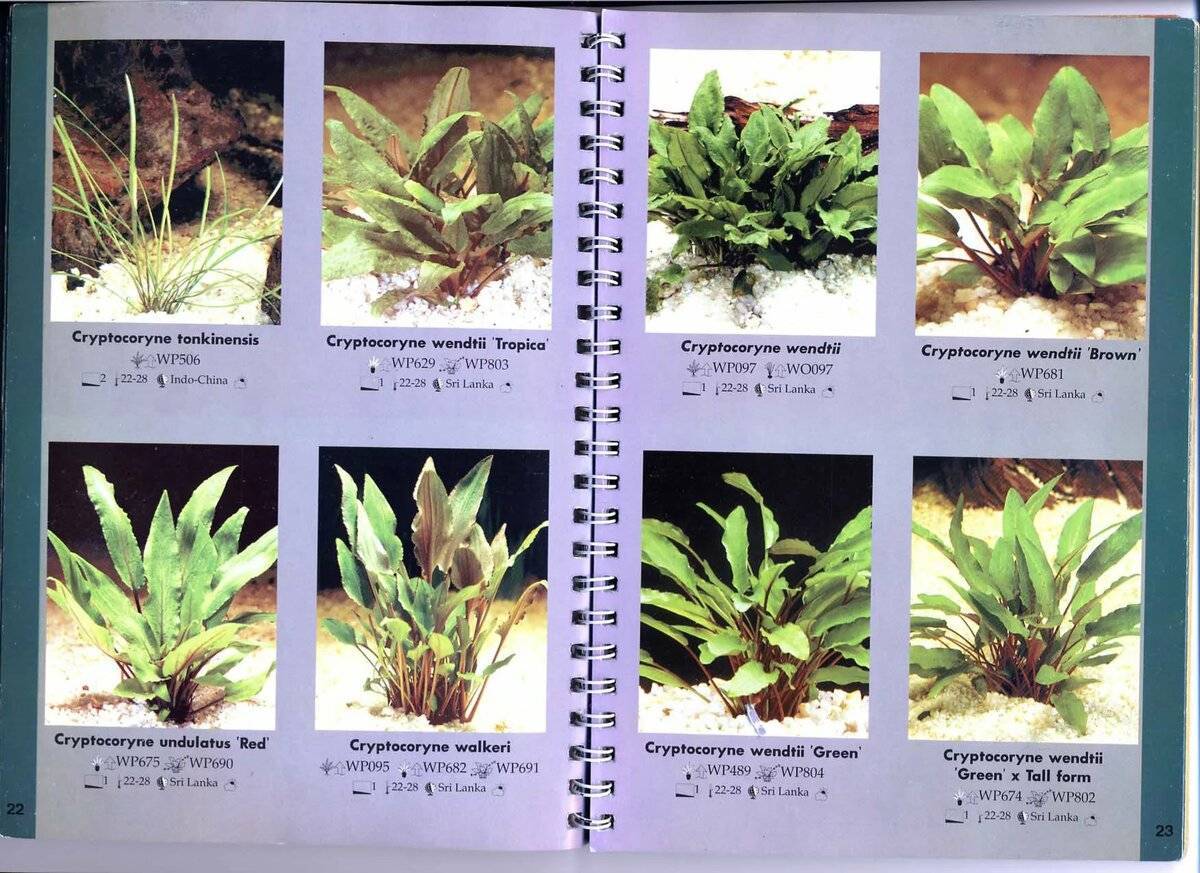 Растения для аквариума: названия с фото, уход
