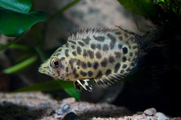 Аквариумная рыбка ктенопома : содержание и уход, кормление, размножение, половые разичия, совместимость с другими рыбками | мир домашних животных
