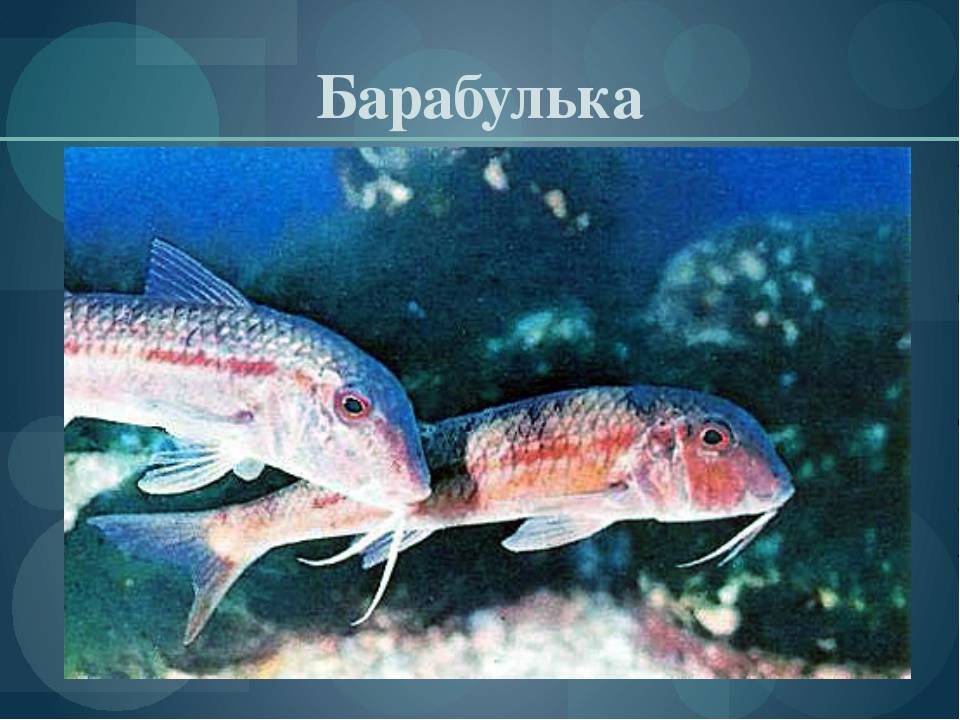 Рыбы чёрного моря: перечень, описание и особенности