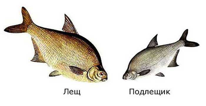 Лещ рыба: как выглядит и где водится, когда жор и нерест леща