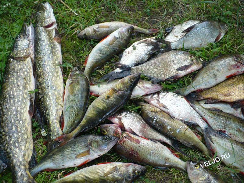 Рыбалка в татарстане (16) | новая карта рыболовных мест