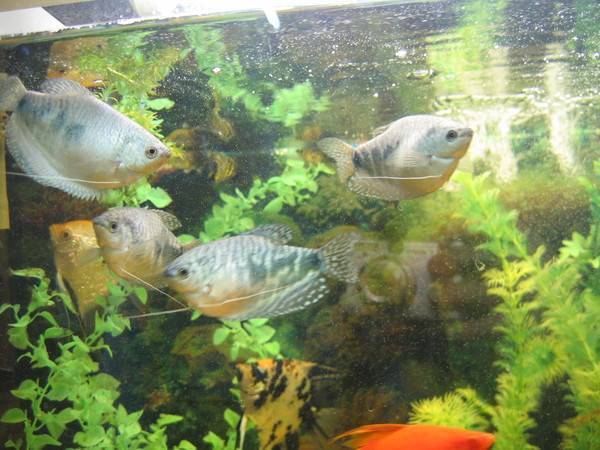 Рыбка петушок: уход и содержание, фото и совместимость с другими рыбками