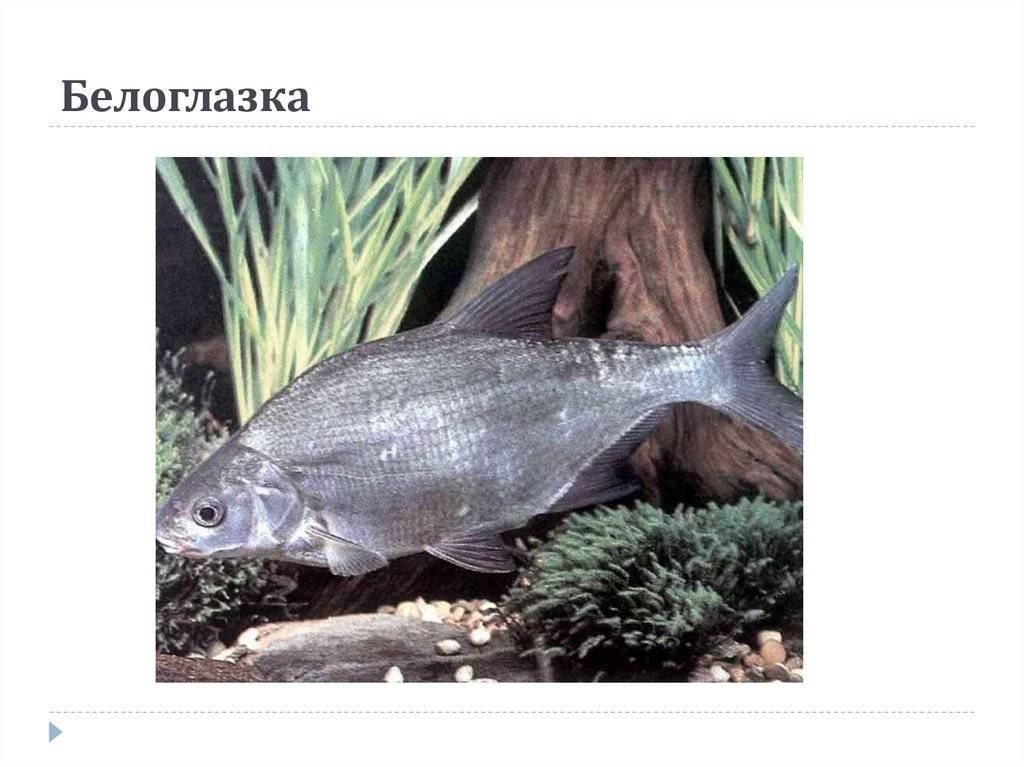 Рыба белоглазка, описание - блог рыболова
