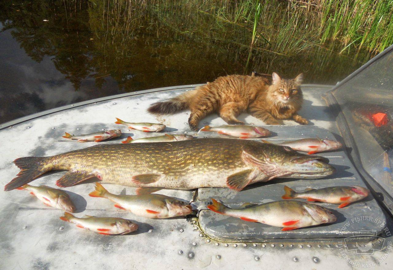 Река медведица тверской области: карта рыбных мест, особенности рыбалки, какая рыба водится