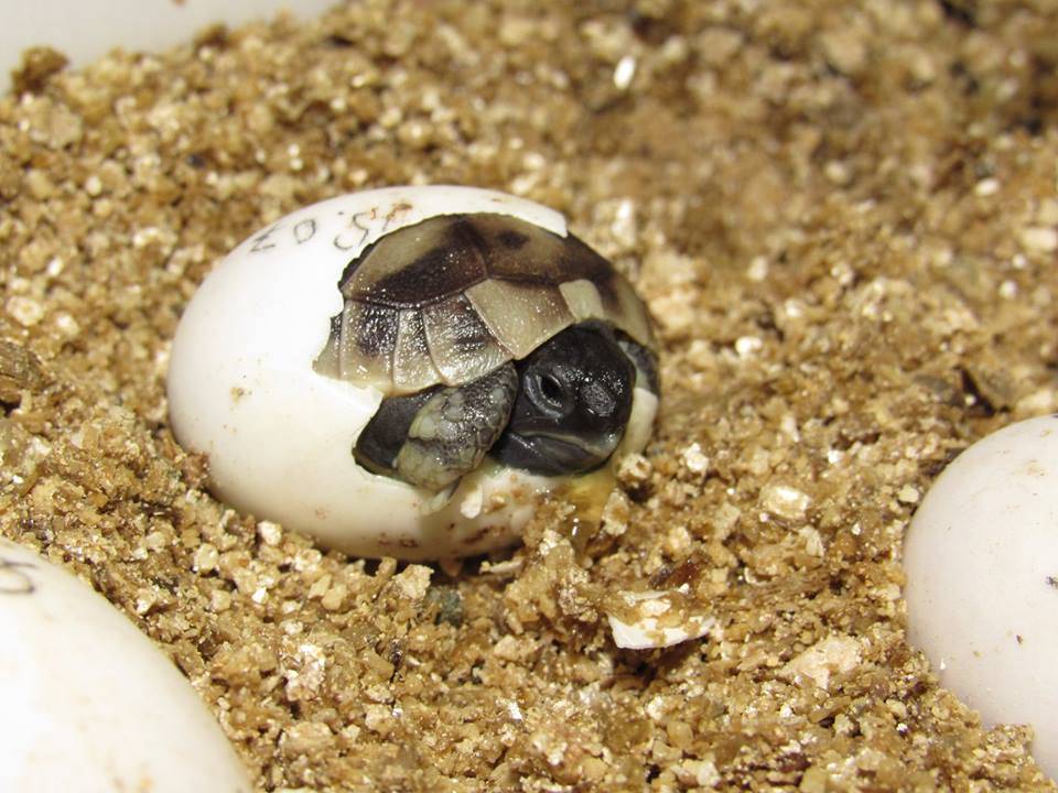 Черепахи внутреннее оплодотворение. Среднеазиатская черепаха вылупление. Морские Черепашата вылупляются. Болотная черепаха рождение черепашат. Черепашата вылупляются Болотной черепахи.