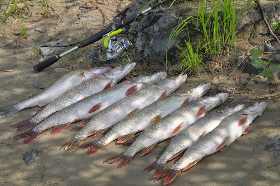 Платная рыбалка и рыболовные туры новосибирской области