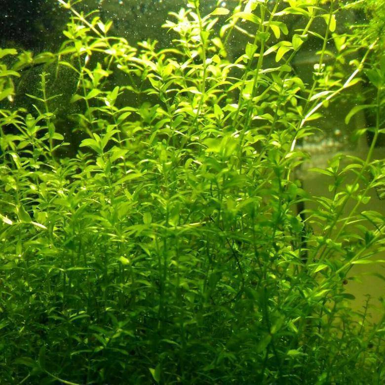 Содержание микрантемума тенистого (micranthemum umbrosum) в аквариуме