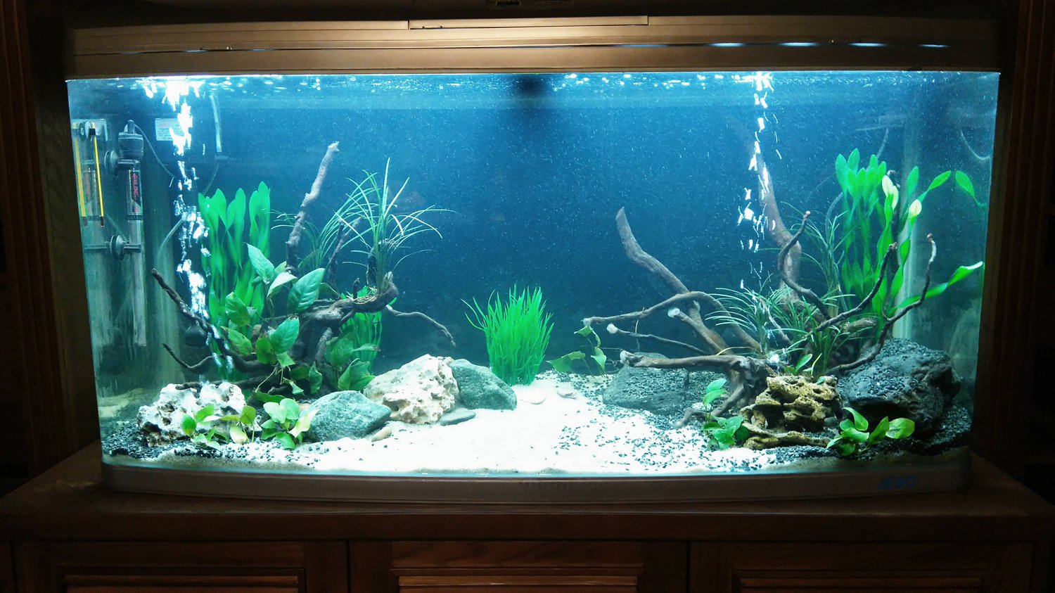 Как запустить аквариум с растениями?