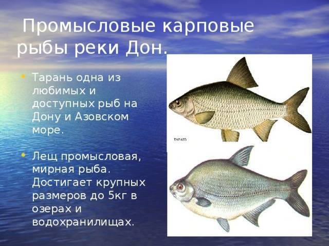 Рыба лещ – как выбрать и хранить, секреты приготовления, польза и вред на ydoo.info