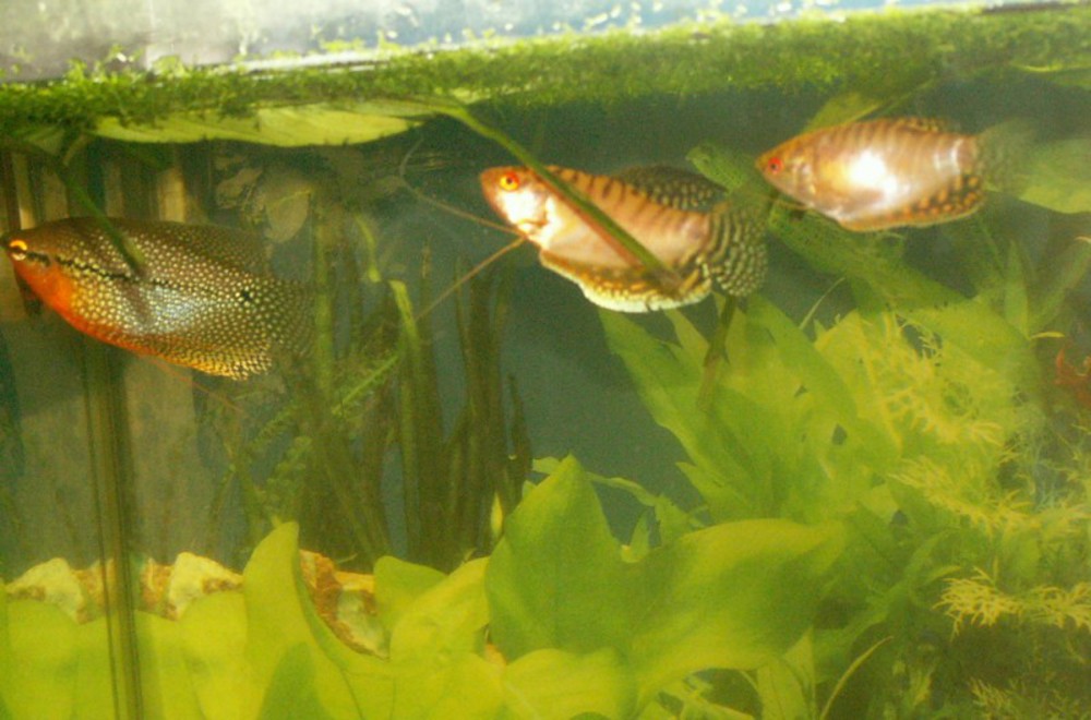 Гурами мраморный: фото самки и самца, содержание, разведение, совместимость в аквариуме
