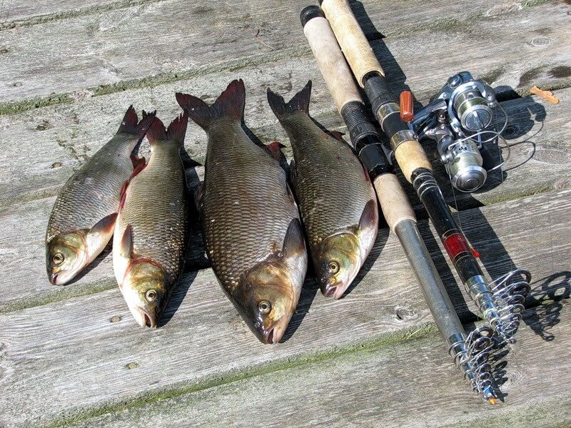 Рыбалка на язя весной и летом