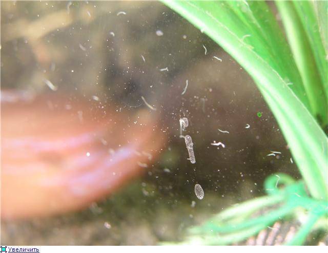Белые черви в аквариуме: причины появления и методы борьбы